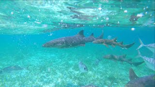 Snorkeling the Belize Barrier Reef with the GoPro Hero 4 Silver!