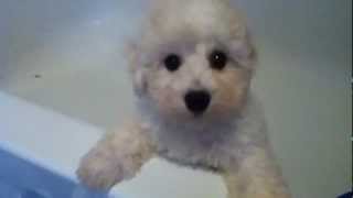 Bichon Frise Puppy - Bath