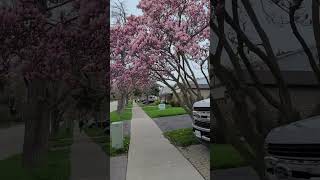 Magnolia Bloom in Toronto #springflowers #bloom #pinkflowers #toronto #ontario #canada