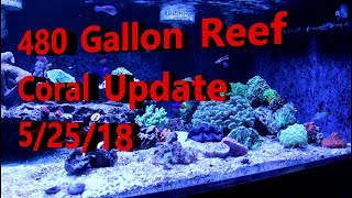 480 Gallon Reef Aquarium Coral Update