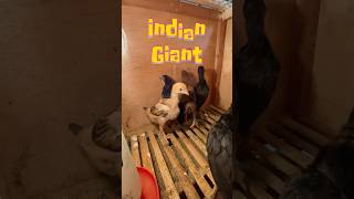 INDIO GIGANTE || RAS AYAM TERBESAR DI DUNIA #índiogigante #rasayam #indiogigante #indiangiant