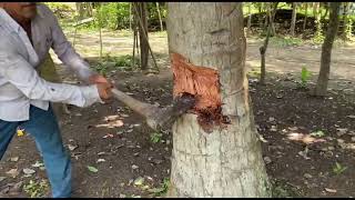 COMO TUMBAR PALMA DE COCO CON HACHA.🌴