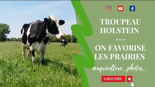 Troupeau Holstein - on favorise les prairies / Ray Grass Anglais, trèfle blanc, trèfle incarnat