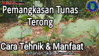 PEMANGKASAN TUNAS TERONG PRUNING TUNAS BAWAH