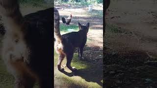 Kucing dan Ayam Kate