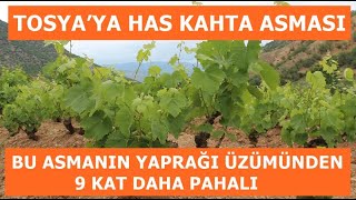 Asmasının Yaprağı Üzümünden 9 Kat Daha Pahalı