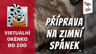 Medvědi v plzeňské zoo se ukládají k zimnímu spánku