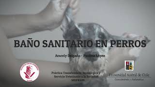 BAÑO SANITARIO EN PERROS - Práctica Transferencia Tecnológica MEDICINA VETERINARIA UACH 2020