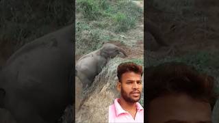 हाथी कैसे आराम आराम से गड्ढे में से निकल रही है baby elephant rescued from weel jungle animal #short