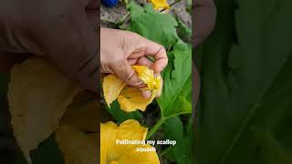 Best time to pollinate your squash plants