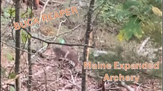 Maine Expanded Archery Miss ! - Buck Reaper