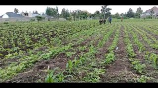 A Rare Phenomenon:Tamed  Cows Effortlessly Weed Maize and Bean farm!!