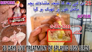 ماشاءاللہ بچہ مکمل طور پر ٹھیک ہو گیا | THE RESULT AFTER 25 DAYS SPLAYED BIRD |AA BIRDS INFORMATION