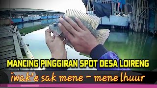 ISTIMEWA ‼️ SPOT MANCING PINGGIRAN YANG ADA BABONNYA 👍👍 DESA LOIRENG DEMAK