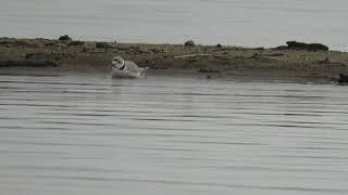 Piping Plover