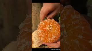 fruit harvesting#rurallife#rural_life_india#nature#orange#orangefruit#shorts