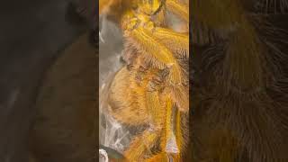 Orange baboon tarantula mating #tarantula