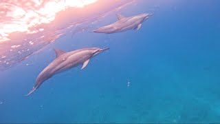 Spinner Dolphins