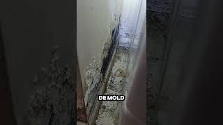 Contaminacion de MOLD por fallas en El AIRE ACONDICIONADO