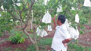 cara membungkus mangga agar terbebas dari serangan lalat buah .