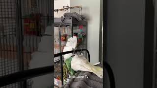 Smart and lovely little budgies #part-1