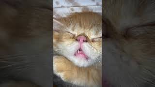 Cute cat Funny video😩😩#cutebabyfuuny#catvideos #baby🫠