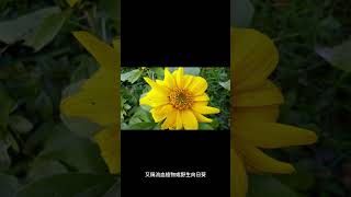 Aspiria africana（也稱為出血植物或野生向日葵）的學名是什麼？ #shorts