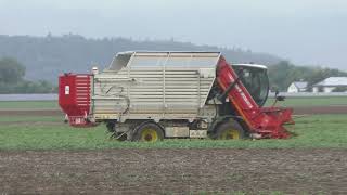 Die Raubkatze zurück im Mais   Claas Jaguar 98O mit Claas Orbis 900 beim Maishäckseln Kein Sonntag u