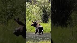 My first time seeing wild Moose!