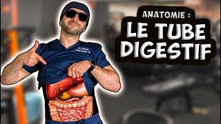 ANATOMIE : L’APPAREIL DIGESTIF 🍖