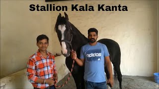 legendary Stallion Kala Kanta