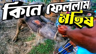 আমরাইদ হাট থেকে মহিষ আসলো খামারে || Purbasha Agro