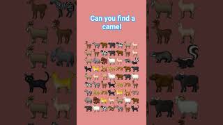 can you find it #ytshorts #camel