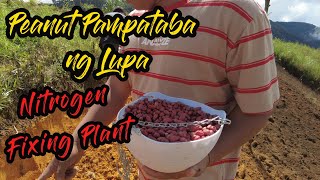 Peanut pantulong sa pagpapataba ng lupa!