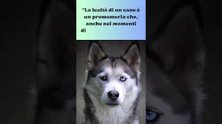 "La lealtà di un nostro amico felino" #shorts #amicifelini #amore #cute #dog