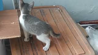 Kucing 🐱 , kucilnya sibuk sendiri-sendiri