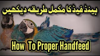 How To Proper Handfeed | Apne Birds Ko Handfeed Kaise Karwate Hain #birds #trending