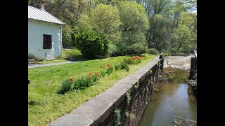 Swains Lock, Spring flowers, fallen tree cleanup along the C&O Canal,  April 12, 2023