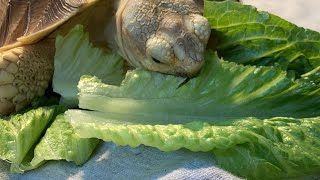 Feeding pet Tortoise eating banana and lettuce -(Torty having her breakfast) ! LIVE !