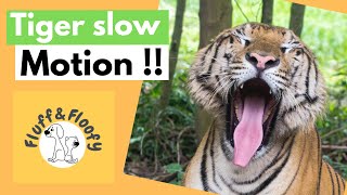 Majestic Tiger Slow Motion! Tiger plodding & looking menacing! #shorts