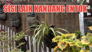 KANDANG ENTOK MODERN SEMI ALAM