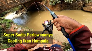 Super Sadis Perlawananya Cesting Ikan Hampala