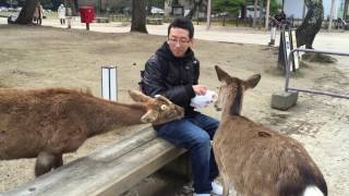 Oh Deer! Nara Park Japan