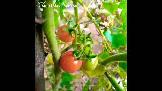 Cherry tomatoes #shorts #trending #miniature #tiny #vivasayam #madithottam