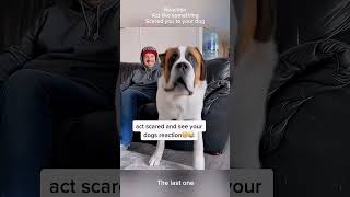 Funny The end#funnyvideos #dog #cute #funny #viral #animalsoftiktok #prank #human #doglove #pet