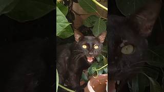 black cat videoreaction cat video black cat viral video reaction #cat #viral #funny #shorts #youtub