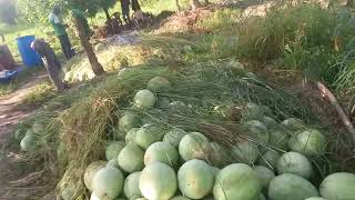 Culture de la  pastèque 🍉 en Casamance .