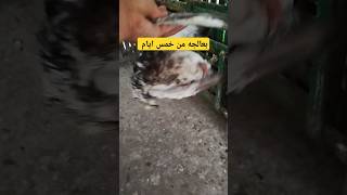 الحمد لله قدر الله وما شاء فعل