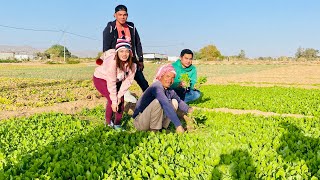 🔴NAJRAN VEGETABLE FARM #najran #vegetablefarming #saudi #farming #minivlog