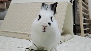 6월9일 라이브🐰 수박 먹었어요